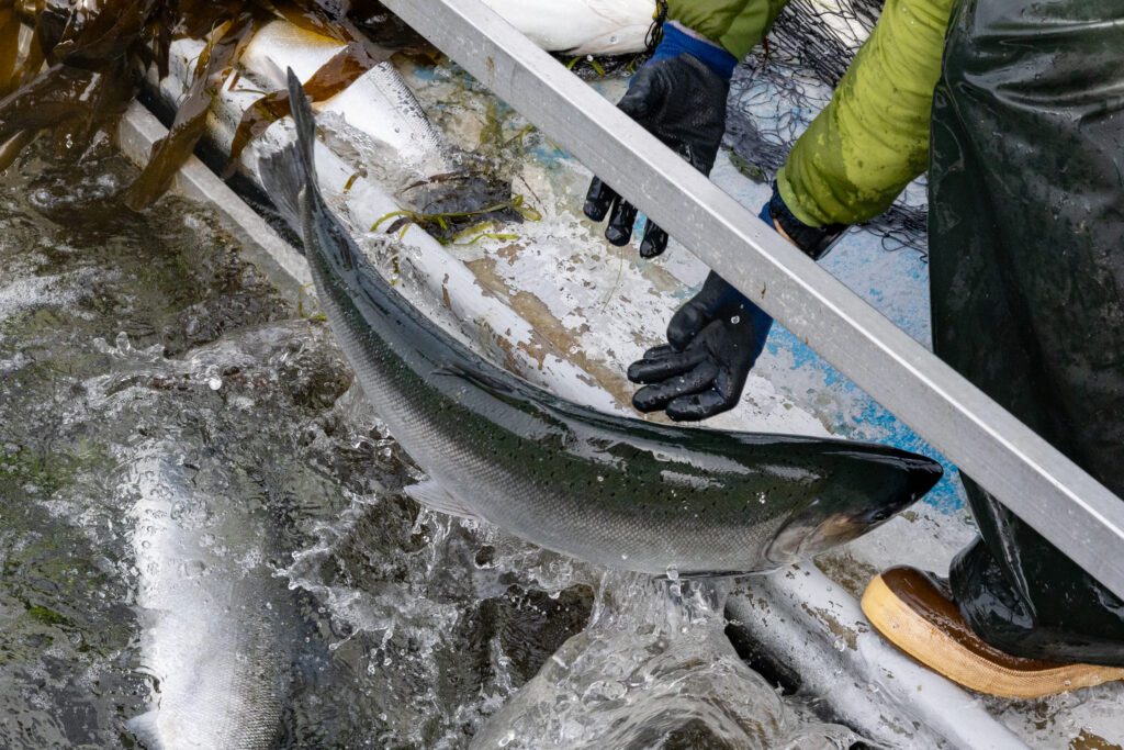 A coho salmon is tossed into the live well of a reefnetter on Friday, Sept. 13 off of Lummi Island. After the fish are caught, they're dropped into a grated live well that seawater flows through, where they can swim and relax before being bled then transported to shore.