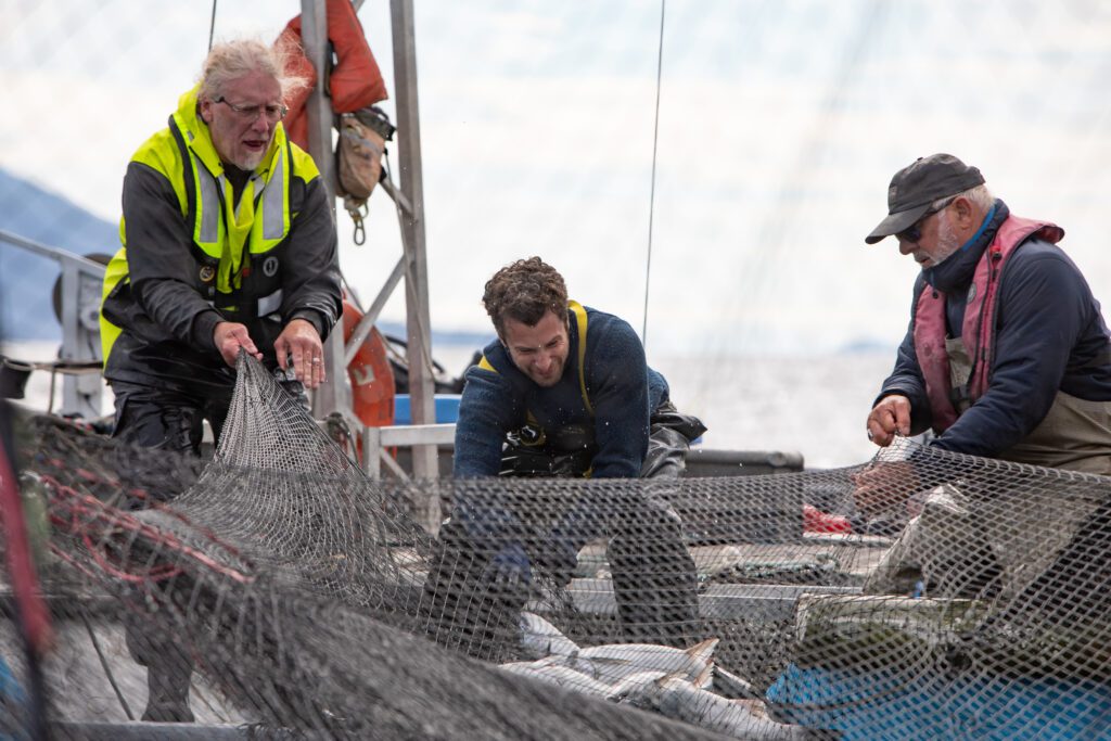 From left, reefnetters Stephen Brisbane, Matthew King and Riley Starks haul in coho salmon. The crew caught 268 coho, a majority wild, between Thursday and Sunday.