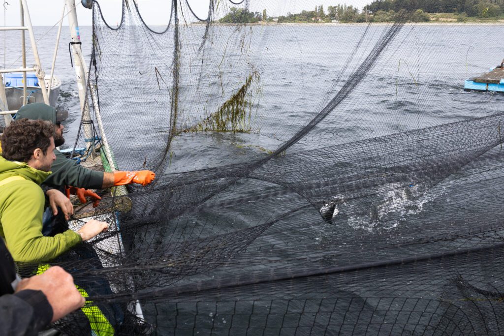 Reefnetters pull a catch of three fish toward them.