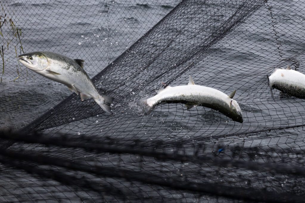 Three chinook salmon bounce in the net, trying to break through before being pulled onto the vessel.