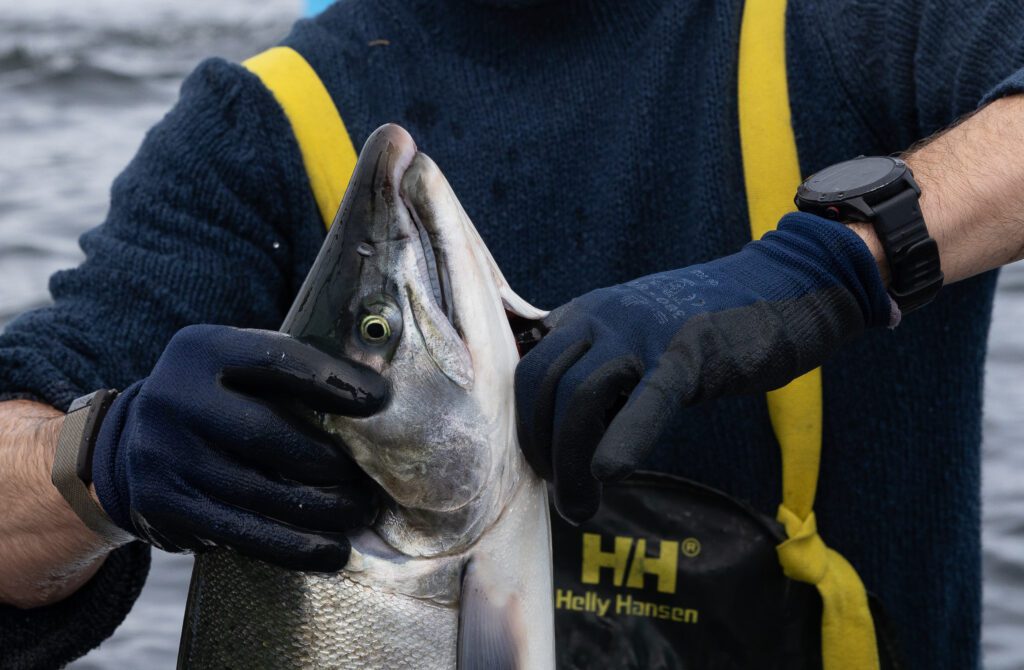 Matthew King prepares to bleed a salmon. They're then dropped into a netted bleed well to drain before being dropped into coolers of ice and transported to shore.