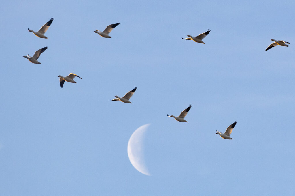 Snow geese fly past a waning crescent moon, as seen from Fir Island  on Jan. 23 in Skagit County.