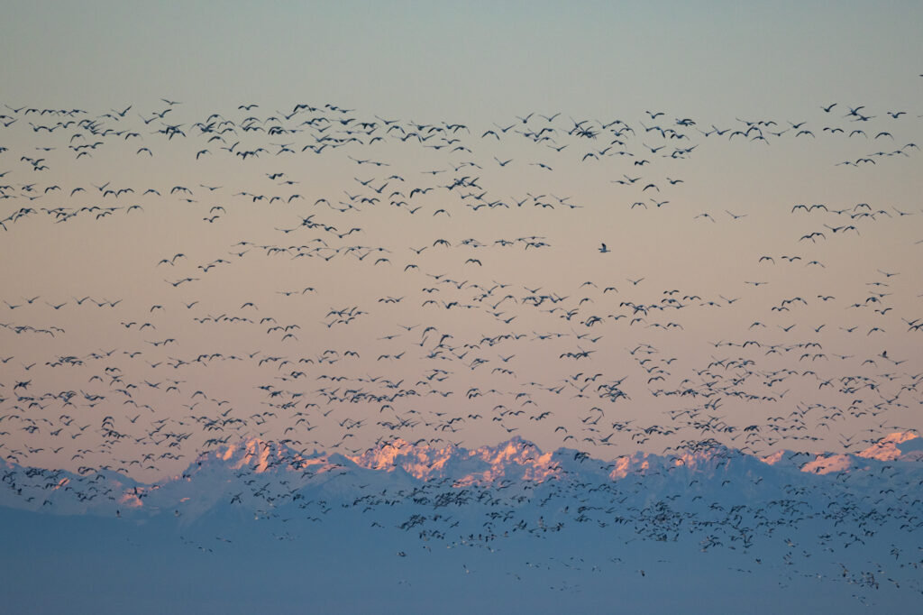 Hundreds of snow geese take off from the waters of Skagit Bay as sunrise hits the Olympic Mountains.