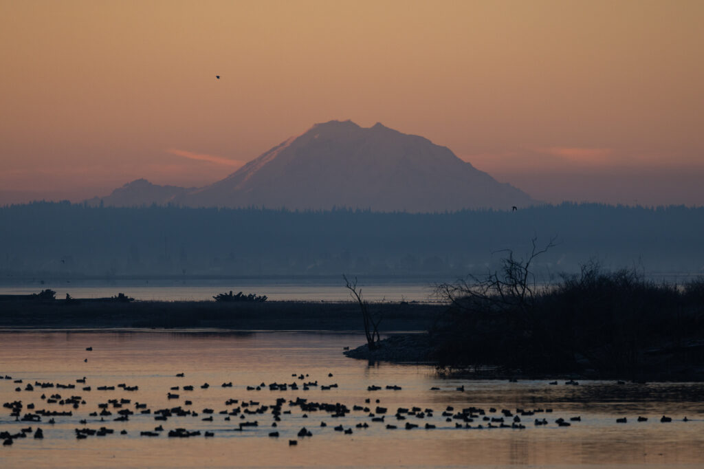 Ducks paddle through the waters off Fir Island as sunrise illuminates Mount Rainier in the distance.