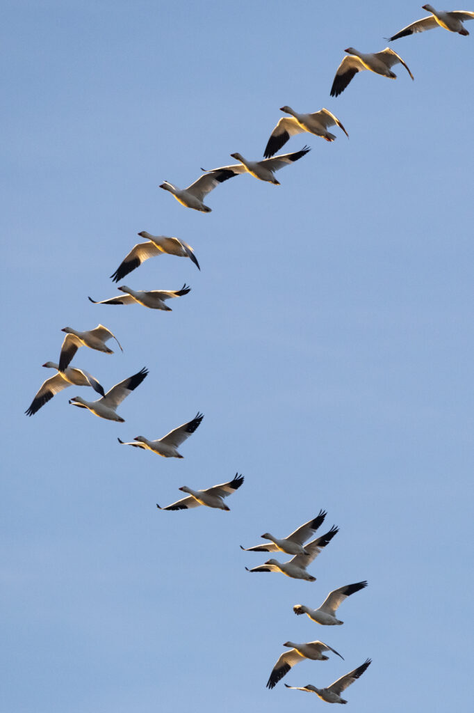 Snow geese fly in a V formation.