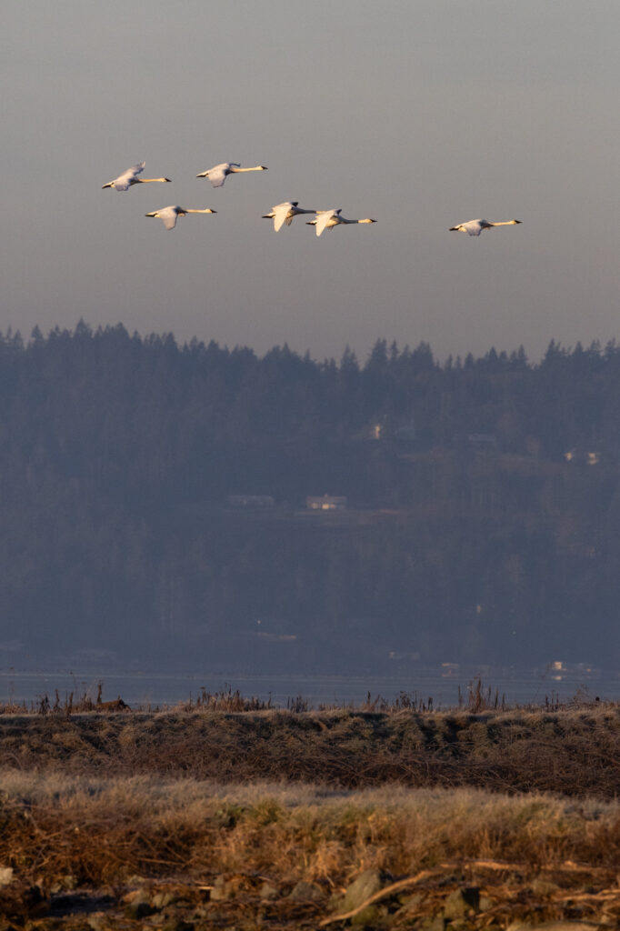 Trumpeter swans soar across Skagit Valley.